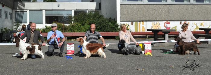 Best in Show line up at The Norwegian Spaniel Club in Stavanger under Erling Kjær Pedersen from Denmark. Best in Show Norw Dan Sh Ch FIW-12 Westaway The One And Only. BIS 2 Norw Sh Ch Westaway Beggars Belief. BIS 3 Norw Sh Ch Retzina's For Your Eyes Only. BIS 4 Int Nordic Sh Ch Norw Swed Tracking Ch NORDW-14 DKW-15 Winterbourne Special Design.